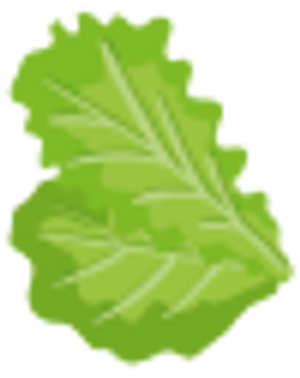 Lettuce Image